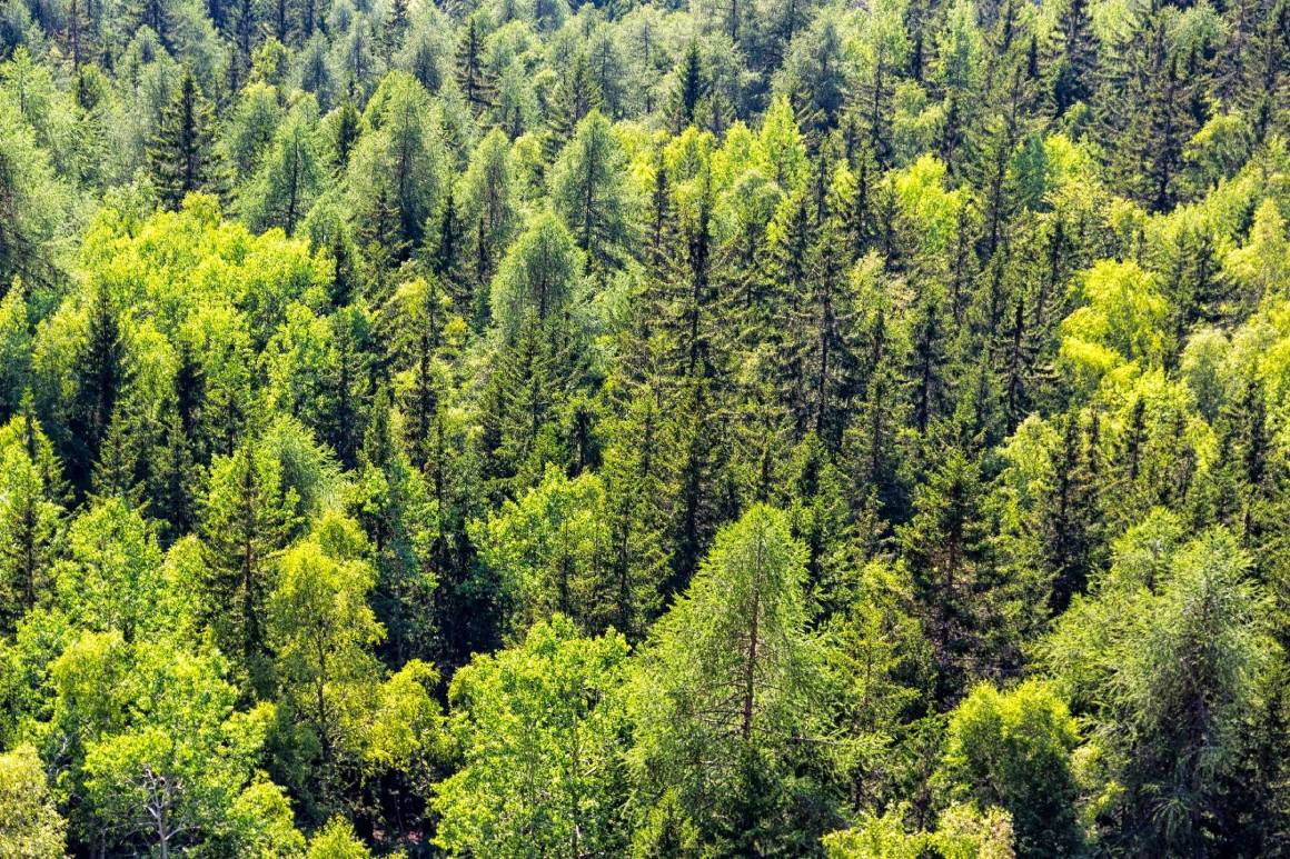 A forest filled with lots of green trees.